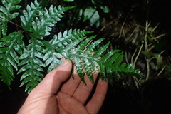 Pteris carsei