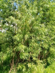 Salix viminalis