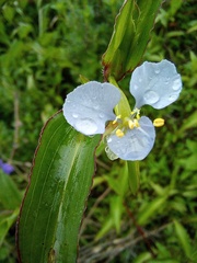Commelina diffusa