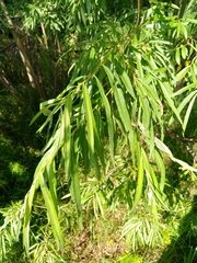 Salix viminalis