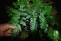 Pteris carsei