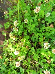 Trifolium repens