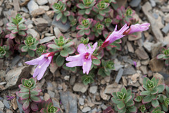 Epilobium nankotaizanense