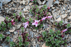 Epilobium nankotaizanense