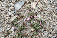 Epilobium nankotaizanense
