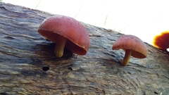 Gymnopilus purpuratus