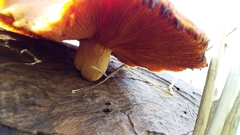 Gymnopilus purpuratus