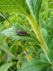 Acmaeodera flavomarginata