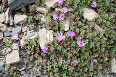 Epilobium nankotaizanense