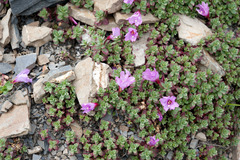 Epilobium nankotaizanense