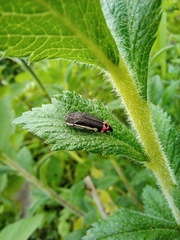 Acmaeodera flavomarginata