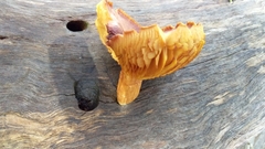 Gymnopilus purpuratus