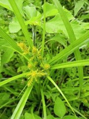 Cyperus