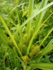 Cyperus