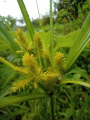 Cyperus