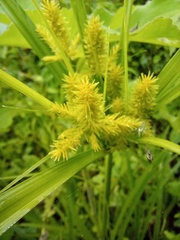 Cyperus