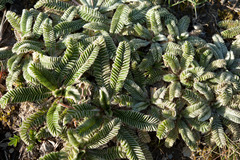 Argentina tugitakensis
