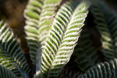 Argentina tugitakensis