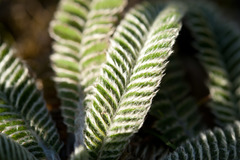 Argentina tugitakensis