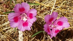 Clarkia gracilis sonomensis