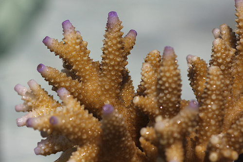 Acropora cerealis observed 2011-09-26