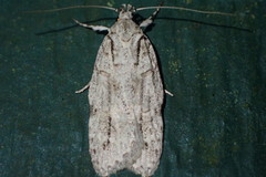 Izatha attactella