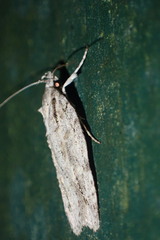 Izatha attactella