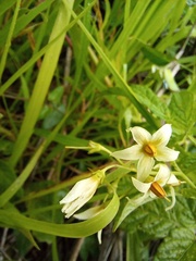 Solanum