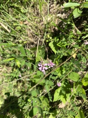 Indigofera pseudotinctoria