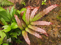 Salpichlaena volubilis