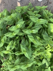 Tricyrtis formosana