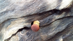 Gymnopilus purpuratus
