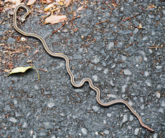 Sinomicrurus sauteri