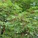 Sorbus aucuparia pohuashanensis - Photo (c) Vladimir Yu. Arkhipov,  זכויות יוצרים חלקיות (CC BY-NC), הועלה על ידי Vladimir Yu. Arkhipov