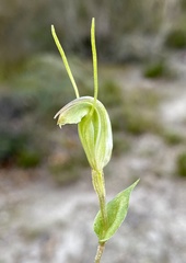 Pterostylis parva
