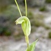 Pterostylis parva - Photo 由 Loxley Fedec 所上傳的 (c) Loxley Fedec，保留部份權利CC BY-NC