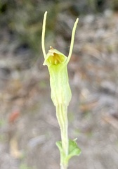 Pterostylis parva