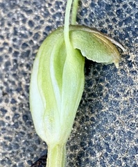 Pterostylis parva