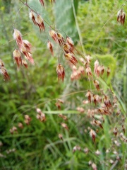 Melinis repens