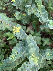Wikstroemia uva-ursi