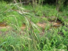 Elymus sibiricus
