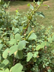 Euphorbia celastroides