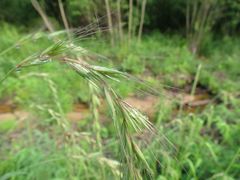 Elymus sibiricus