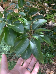 Sapindus oahuensis