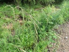 Elymus sibiricus