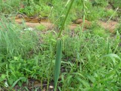 Elymus sibiricus