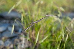 Elymus tsukushiensis