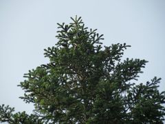 Abies nephrolepis