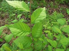 Ulmus davidiana