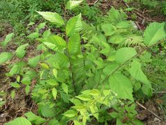 Ulmus davidiana
